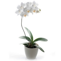 White Orchid in a pot